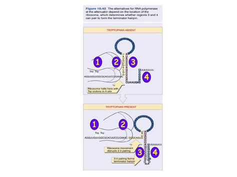 Ppt Promoter Sequences From 10 Bacteriophage And Bacterial Genes Powerpoint Presentation Id