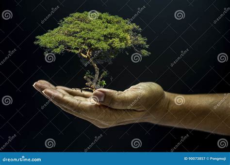 Hand Holding A Tree Stock Image Image Of Human Growth