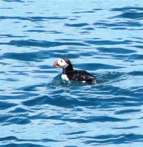 Atlantic Puffin | Maine: An Encyclopedia