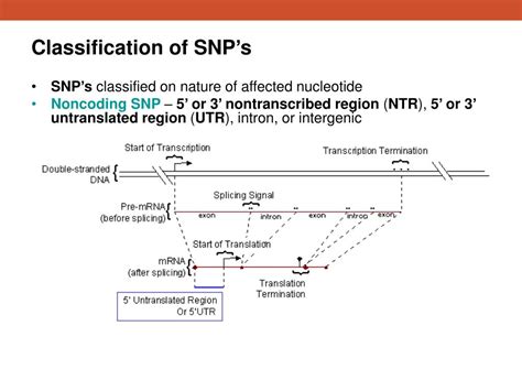 PPT - SNP and Variation PowerPoint Presentation, free download - ID:3647802