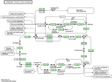 The KEGG Citrate Cycle TCA Cycle A Metabolic Pathway As Shown On The