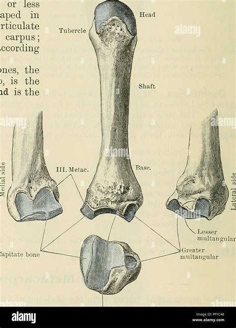 Volar Anatomy