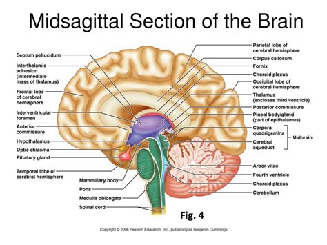 Ppt Gross Anatomy Of The Brain And Cranial Nerves Powerpoint