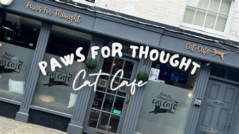 Paws For Thought Cat Café Romsey Hampshire Youtube