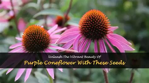 Unleash The Vibrant Beauty Of Purple Coneflower With These Seeds Shuncy