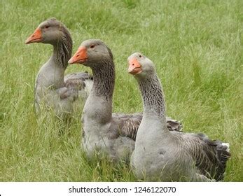 255 Toulouse geese Images, Stock Photos & Vectors | Shutterstock