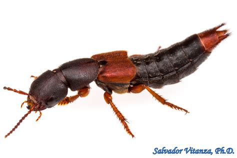 Coleoptera-Staphylinidae-Platydracus phoenicurus-Large Rove Beetles (C ...