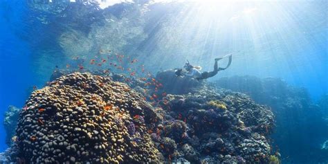 Scuba Diving In Bora Bora Exploring The Coral Gardens