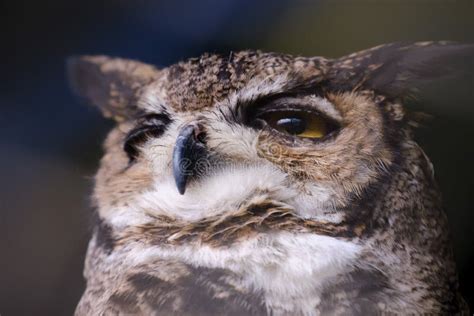 Great Horned Owl Bubo Virginianus Stock Photo Image Of Plumage