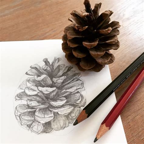 Pencil sketch of a pine cone. Pencil Sketch, Pine Cones, Drawings, Artwork, Quick, Accessories ...