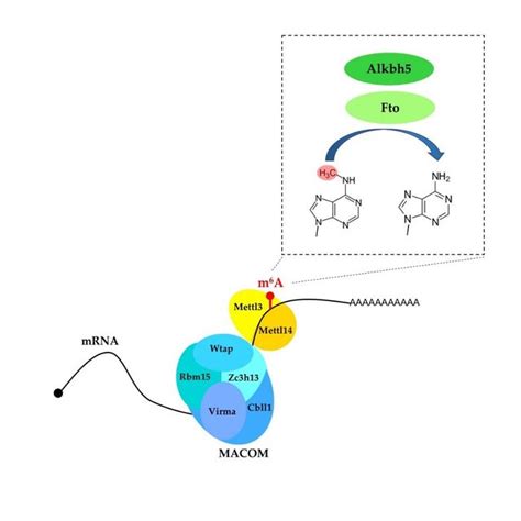 M A Modification Is Installed By The Core Mettl Mettl Catalytic