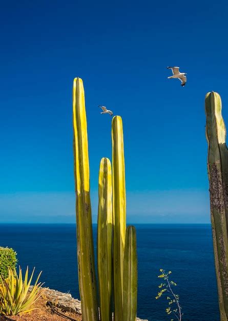 Premium Photo Scenes From The Island Of La Gomera Canary Islands