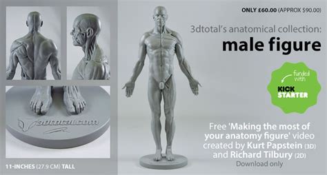 3dtotals Anatomical Collection Male Figure Digital Art