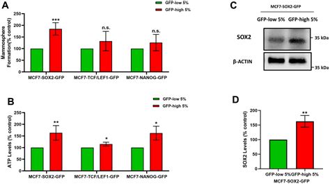 Sox2 High Cancer Cells Exhibit An Aggressive Phenotype With Increases