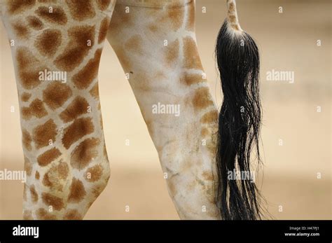 Giraffe feet hi-res stock photography and images - Alamy