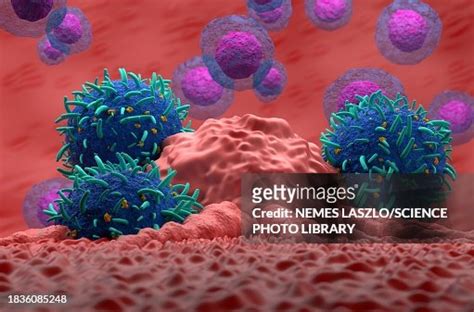 T Cells Attacking Cancer Cell Illustration High-Res Vector Graphic ...