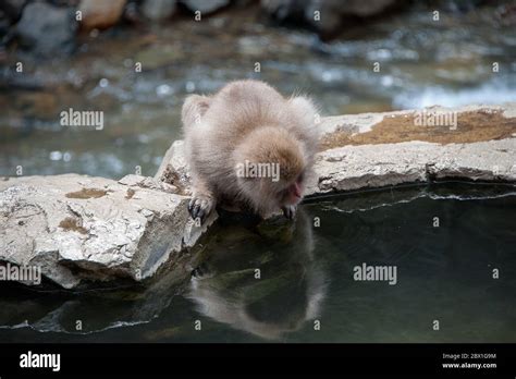 Japanese Macaque Or Japanese Snow Monkey Bathing At Onsen Hot Springs Near Nagano Japan