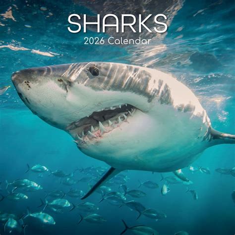 sharks  wall calendar calendarscom