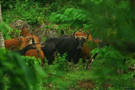 Satu Lagi Potongan Surga Untuk Petualang Taman Nasional Meru Betiri