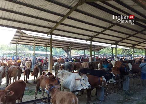 Jelang Idul Adha Kasus Pmk Di Grobogan Capai Ratusan