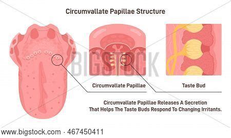 Circumvallate Vector & Photo (Free Trial) | Bigstock