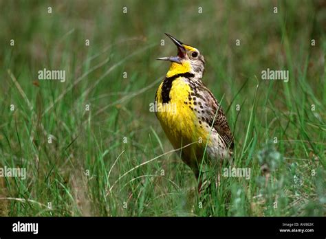 Western Meadowlark Singing Stock Photo Alamy