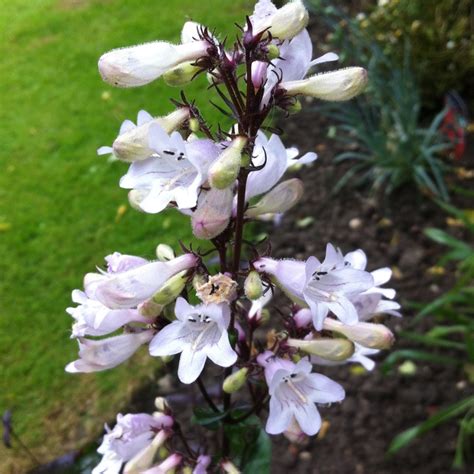 Penstemon Digitalis Husker Red Beardtongue Husker Red Uploaded