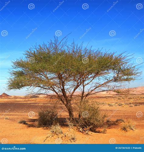 Lonely Acacia Tree in Stone Desert Stock Image - Image of namibia ...