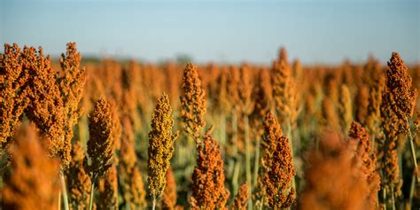 Sorgo saiba tudo sobre essa cultura tão poderosa