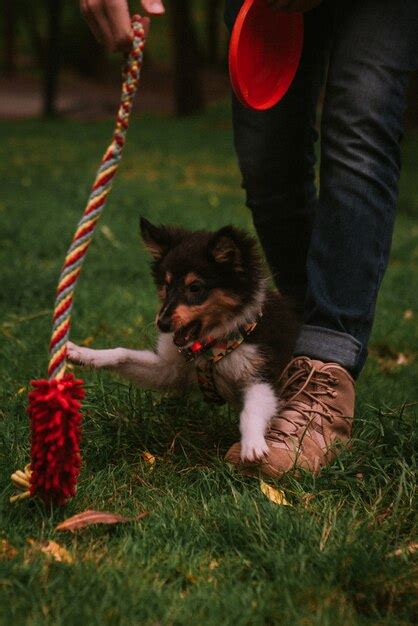 Premium Photo | Dog owner playing with dog in a park