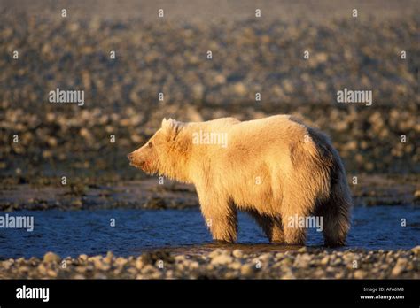 Grizzly Bear Ursus Horribilis Or Brown Bear Ursus Arctos Walking Along