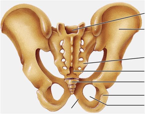 Posterior Pelvis Anatomy Diagram Quizlet