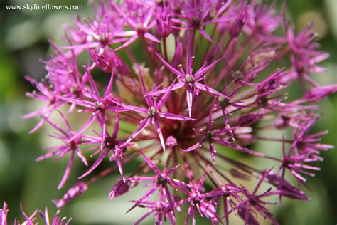 Skyline Flower Growers: Allium - You're Perfect & Elegant