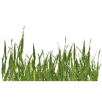 Download Heart Plant Clover Shamrock Patricks Saint Day HQ PNG Image ...