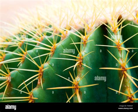 Close Up To Texture Of The Golden Barrel Cactus Echinocactus Grusonii