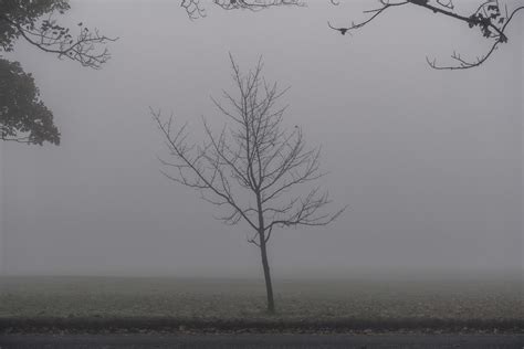 Foggy Naked Tree Temple Newsam Grounds Leeds Uk Ross Edwin