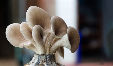 Oyster Mushrooms - Shantz Agricultural Products