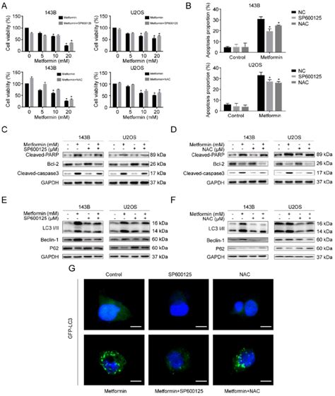 Metformin Caused Apoptosis And Autophagy Through Activating ROS JNK