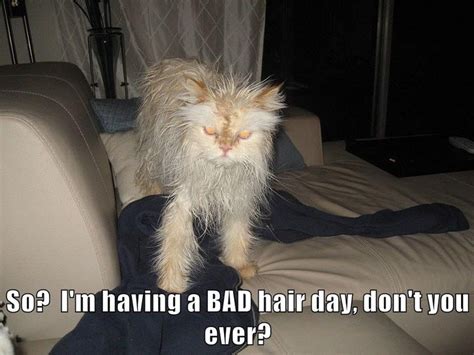 A Bad Hair Day Funny Cats Cute Funny Animals Silly Cats