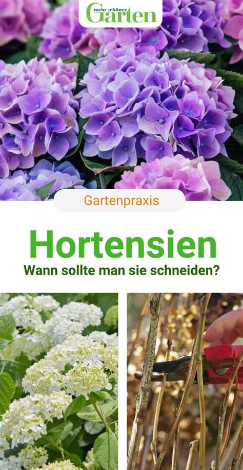 Hortensien Schneiden Der Richtige Zeitpunkt Hortensien Garten