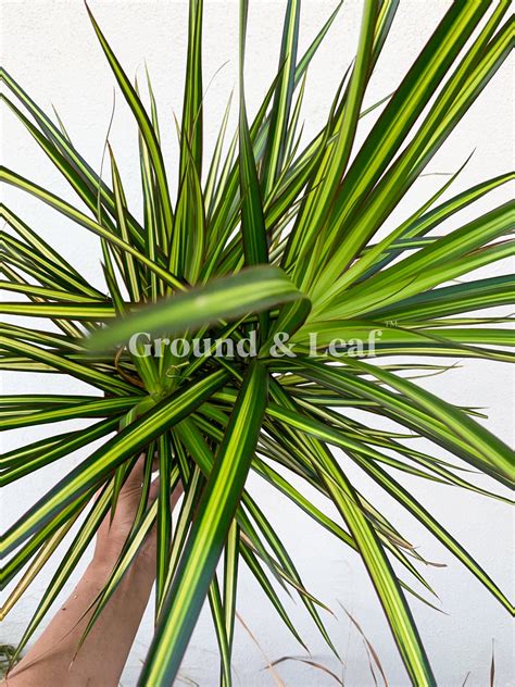 Dracaena Marginata Sunray House Plant Air Purifying Dracaena Etsy