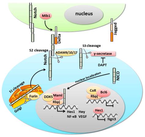 IJMS Free Full Text Notch Signaling In Pancreatic Development