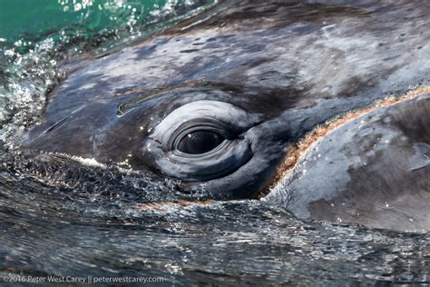 Photo Of The Day – Eye of the Whale | The Carey Adventures