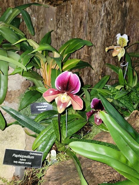 US Botanical Garden orchids : r/orchids