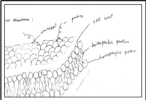 Sample model from a second year biology student | Download Scientific ...