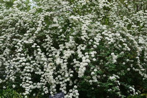 Spiraea Trilobata Picturethis