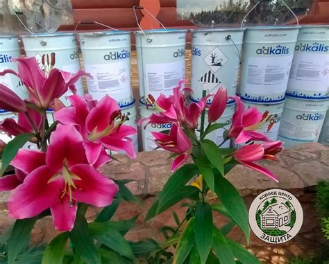 Xilix Gel от жуков вредителей деревянного дома