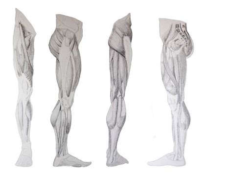 Leg Muscle Reference: Explore the Anatomy of Strong Legs