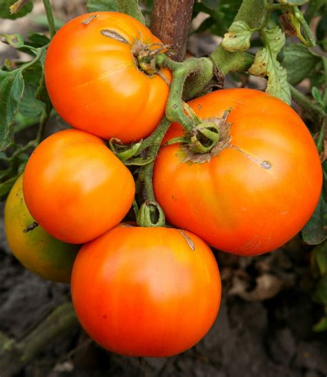 Семена томата МЕДОВО-САХАРНЫЙ, купити за 6.50 грн. :: Rastim