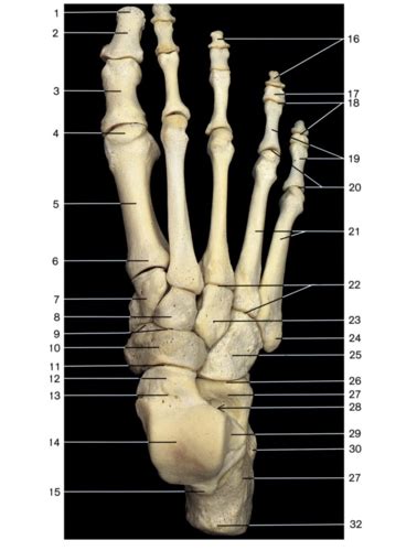 Foot Bones Cadaver Flashcards Quizlet